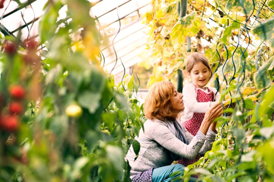 Happy healthy senior woman with her grandaughter harvesting vegetables in greenhouse. Woman and a small girl gardening.
